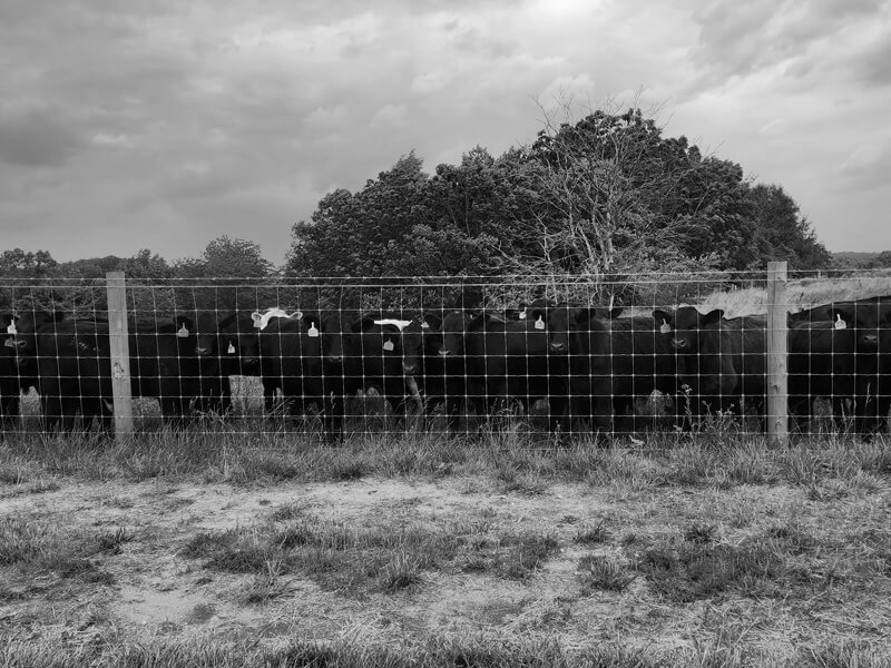 Central and Southern Indiana cattle fence.